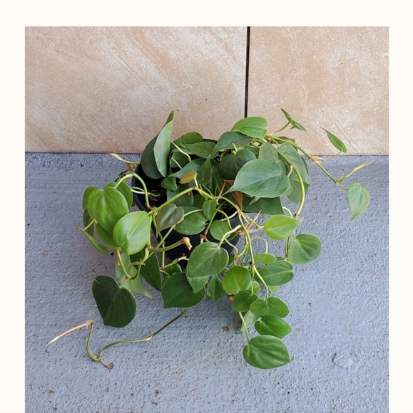 Philodendron 'Heart Leaf' Cordatum 'A' | 5.25" pot - Picture 5 of 5